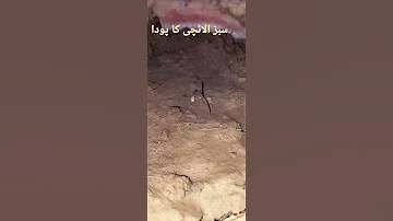 سبز الائچی کا پودا گھر میں خود لگائے شکریہ 