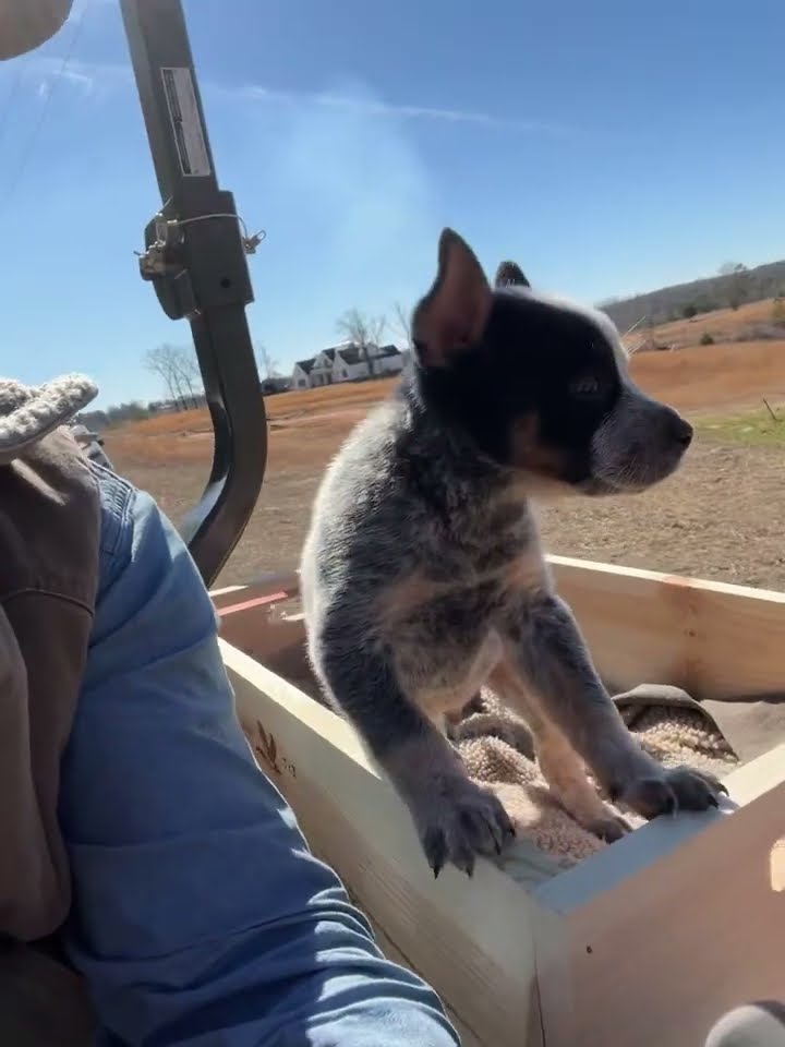 Blue Heeler Puppy Rides In Tractor Box || ViralHog