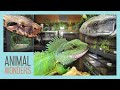 Full Reptile Room Tour! | All Our Herps