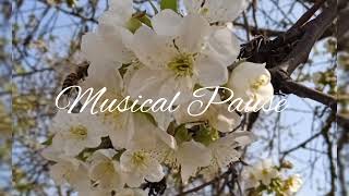 Musical Pause - Music relax and work 🌼🌼🌼#music#musicwork #relax#bestmusic