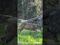Едешь смотреть Секвойи а встречаешь такого красавца сша Едешь смотреть Секвойи а встречаешь такого красавца сша