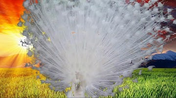 CMPT469 Final Project -- Image Matting