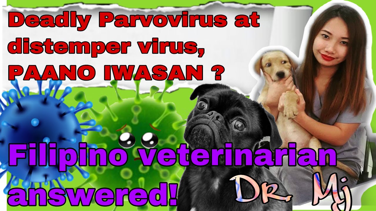 DISTEMPER VIRUS AND PARVOVIRUS PREVENTION IN DOGS || VETERINARY VLOG