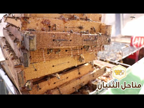 مناحل الثنيان في الكويت باشراف المهندس مصطفي من دولة المغرب الشقيق