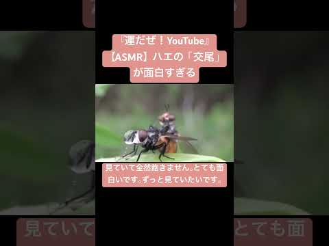【ASMR】ハエの「交尾」が面白すぎる #sdgs #insects #虫の音 #asmr #nature #虫の声 #yt #sound #video #fly #matingsound #ハエ
