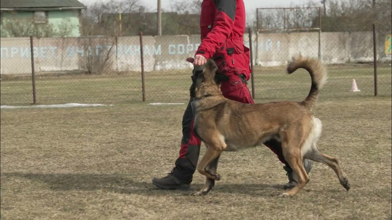Школа бесконфликтной дрессировки. Сертификат бесконфликтная школа дрессировки. Школа бесконфликтной дрессировки. Бесконфликтная дрессировка. Clever dog школа дрессировки.