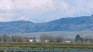 Sutter Buttes and Birds in Flight