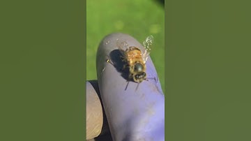 Honeybee Trying to remove her stinger