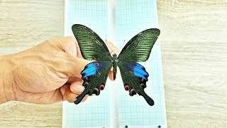 How to pin and spread a butterfly