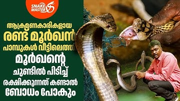 EP 10 | മൂർഖൻ പാമ്പിന്റെ ചുണ്ടിൽ പിടിച്ച് രക്ഷിക്കുന്നത് കണ്ടാൽ ബോധം പോകും | Vava Suresh