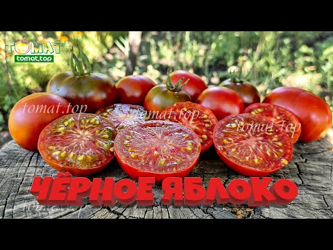 Томат — всё о томатах от посева до урожая! - YouTube