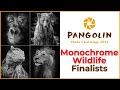 Monochrome wildlife photography competition