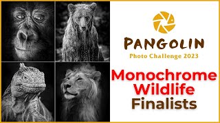 Monochrome. Wildlife Photography Competition
