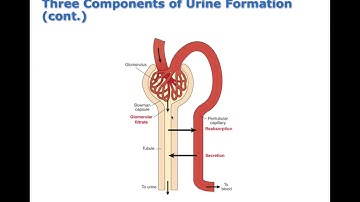 Chapter 24 Structure and Function of the Kidney BIO216