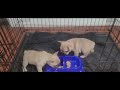 Weaning Frenchie Puppies from Mother