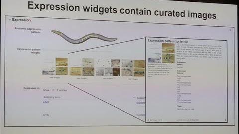 Introduction to WormBase Gene Pages & Widgets @ the 2019 International C. elegans Meeting
