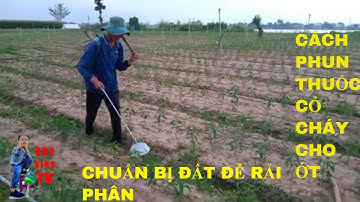 HƯỚNG DẪN PHUN THUỐC  CỎ CHÁY TRÊN ỚT Ở CỒN CHÂU MA