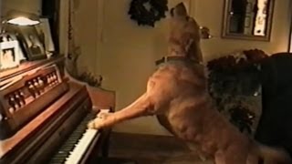 Animal Musical Prodigies - Compilation - YouTube