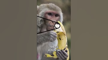 The Ultimate Guide  How to Peel a Banana Like a Monkey #mythbusting #monkey
