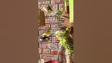 #سورة_لقمان #قرآن #بر_الوالدين #وصايا #لقمان #الحكيم #العراق #اكسبلور #طيور #البادجي #quran #birds