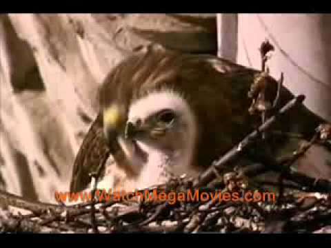 the-legend-of-pale-male