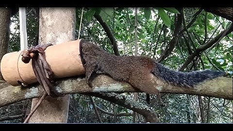 put trap amazing bamboo to catch squirrel in the forest