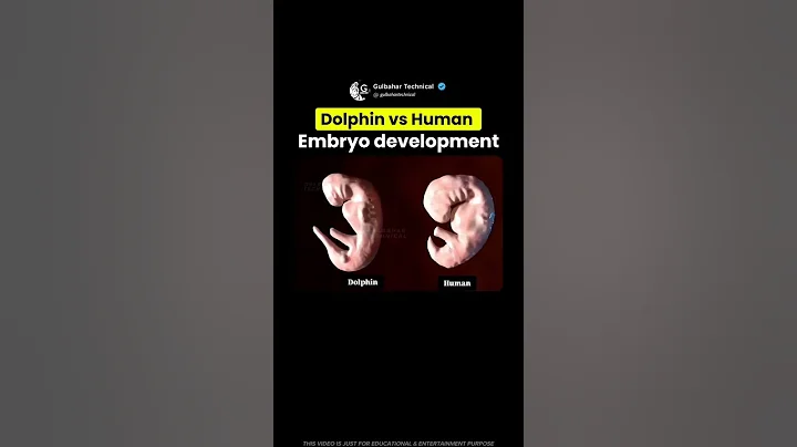 Dolphin vs Human Embryo Looks IDENTICAL! 😳🧬