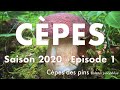 Cpes   boletus pinophilus  saison 2020  ep 01