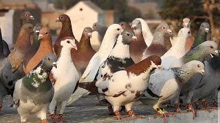 kabootar bazi | kabootar pakar houa | kabotar video | pigeons