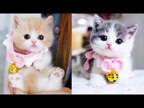 Top 10 Cute and Funny Animals Video Compilation You Can't Resist Watching!