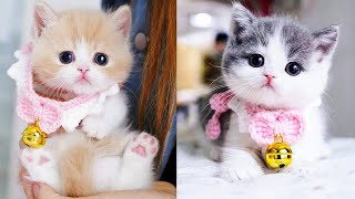 Baby Cats - Cute and Funny Cat Videos Compilation #54 | Aww Animals by Aww Animals 195,805 views 1 year ago 5 minutes, 59 seconds