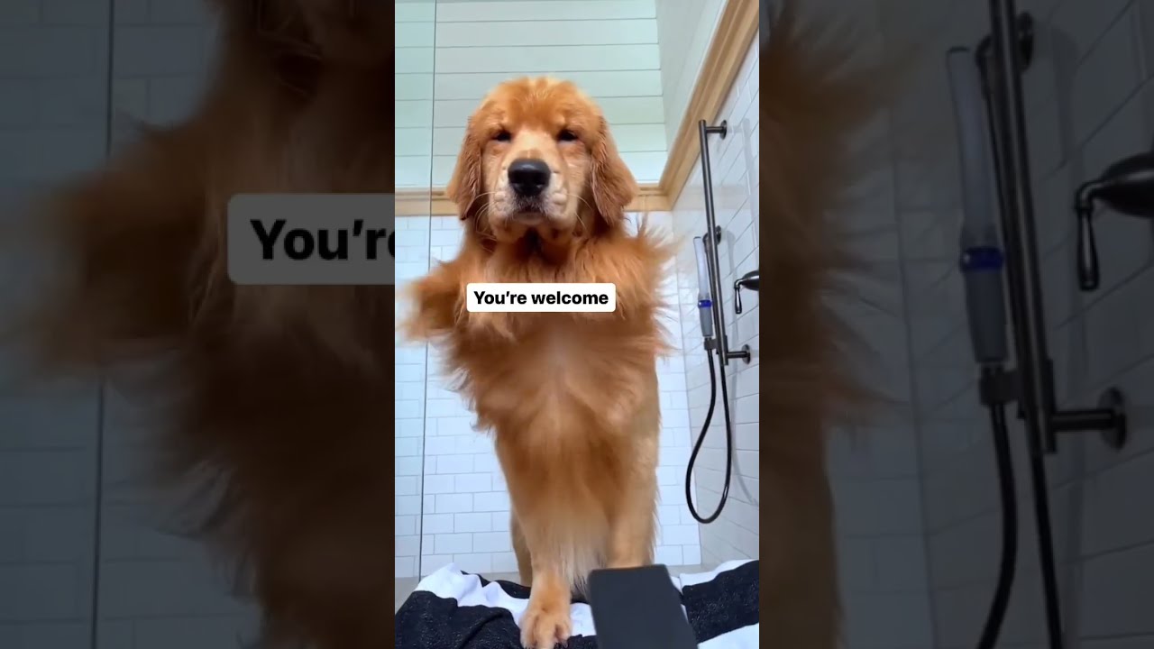 Do You Still Want A Golden Retriever 