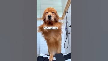 Do you still want a golden retriever?