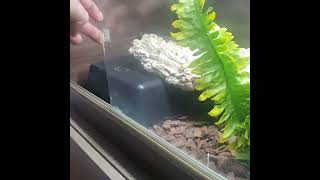 Famous ball pythons can live together.. dont listen to what they say... Net Worth