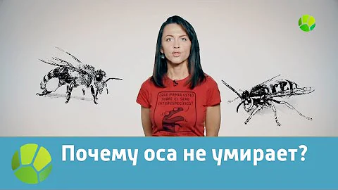 Живая планета отвечает. Почему оса не умирает?