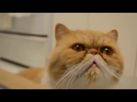 Extremely cute cat video! Exotic Shorthair (Garfield/Flat Face) Cat Meows and Noms.