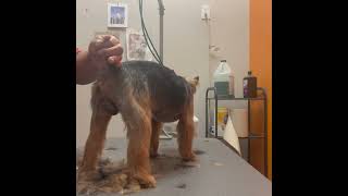 Grooming Dallas the Yorkie by Good Times Grooming 383 views 3 months ago 15 minutes