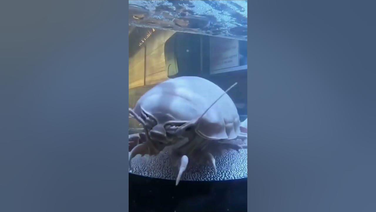Изопод Гигантский_Isopod Giant #shorts - YouTube
