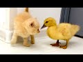 Funny duckling running after kitten