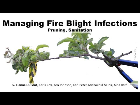 Managing Fire Blight Infections: Pruning, Sanitation