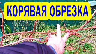 🔴🔴Виноград / Вынужденная и нестандартная обрезка и формировка винограда / Обрезка винограда осенью