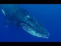 Baleine et Baleineau Ile de la Réunion