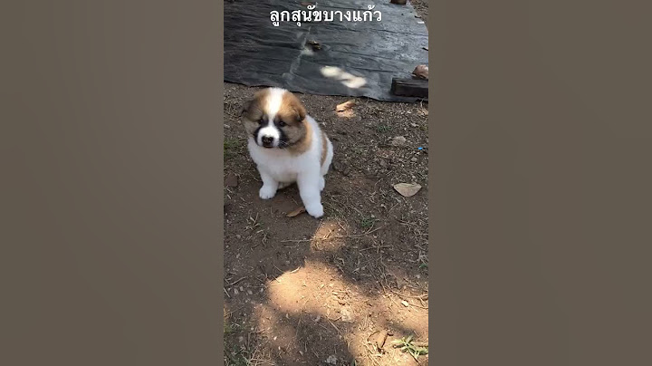 ลูกสุนัขบางแก้วน่ารัก “ห้ามถ่ายนะ😂|Don’t shoot me😂”