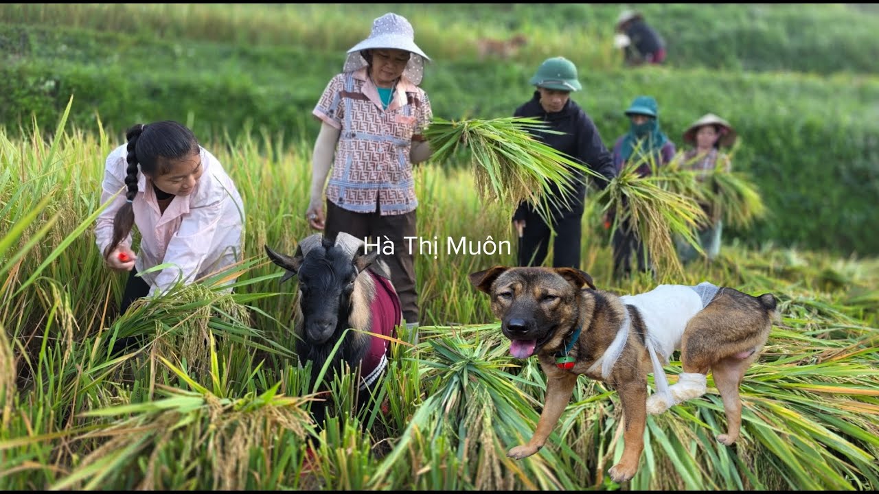 Vietnamese girl with goat and dog harvest rice on the mountain - ha thi muon