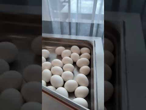 فطار اوبن بوفيه