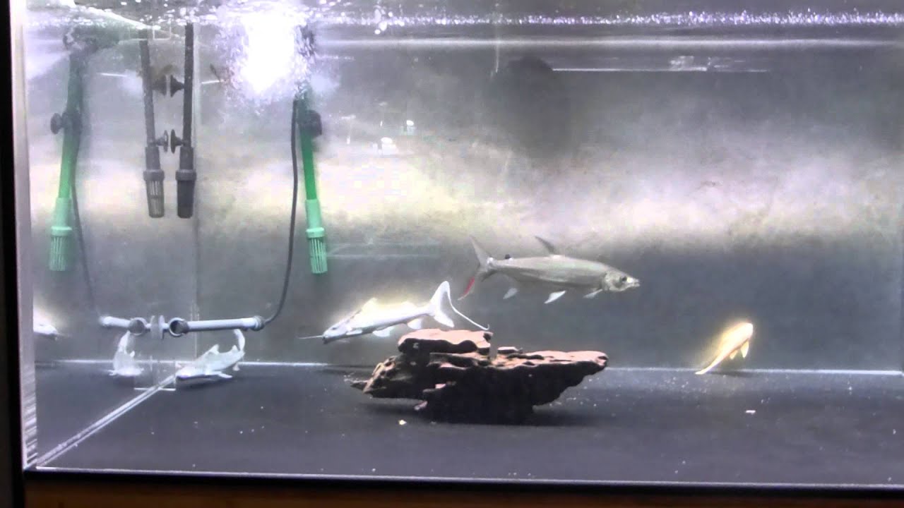 ゴリアテタイガー ドラードキャット混泳 1センチ水槽 Youtube ゴリアテタイガー ドラードキャット混泳 1センチ水槽 Youtube