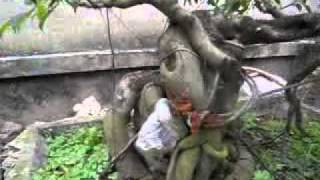 Cây c?nh ?ep,cay canh viet nam,cay canh bonsai