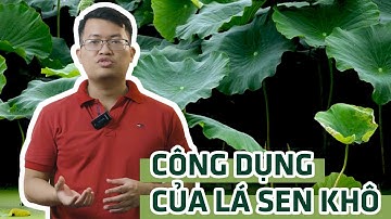 Tìm hiểu công dụng của lá sen khô và một số bài thuốc chữa bệnh từ lá sen khô