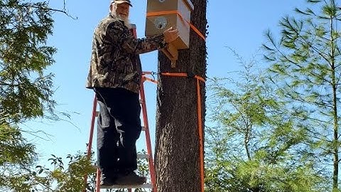 How to Install Layens Swarm Trap