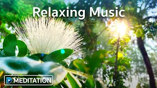 Relaxing Music | เพลงบรรเลงสบายๆ เสียงธรรมชาติยามเช้า (1 ชม.)